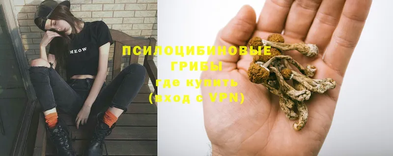 Галлюциногенные грибы Psilocybe  Морозовск 